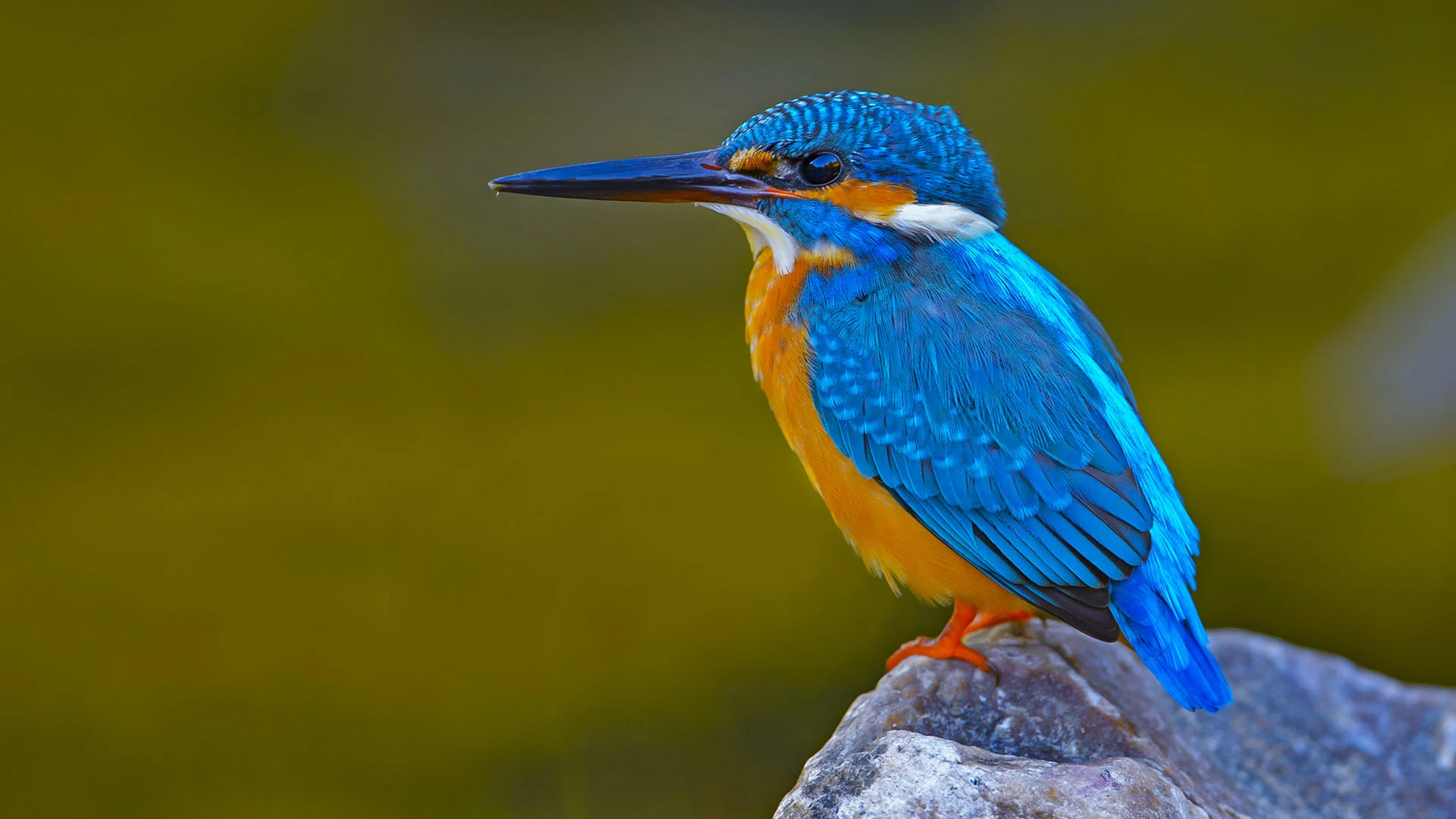 Kingfisher.bat